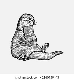 Cute Sea Otter  Hand Drawing