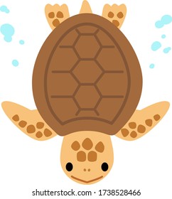 Cute sea turtle swimming under the water