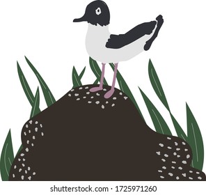 cute seagull stands on a stone