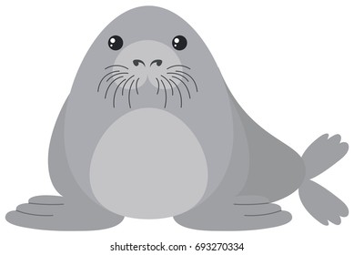 Cute seal on white background illustration