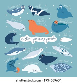 Cute seals or all pinnipeds flat vector graphic