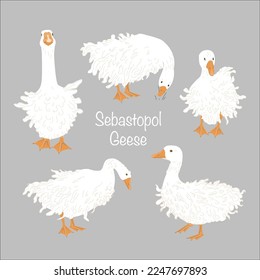 Cute Sebastopol goose set. Cartoon vector collection isolated on grey background