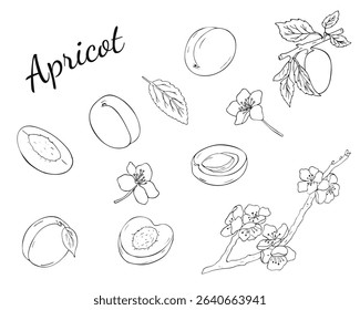 Cute set of apricot illustrations with whole fruits, slices, leaves, and seeds. Hand drawn illustration