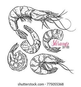 Cute set of cooked different shrimps. Hand-drawn illustration