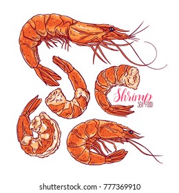 Cute set of cooked different shrimps. Hand-drawn illustration