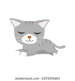 cute set of gray cats with yellow eyes kitten