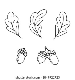 Cute set of oak leaves and acorns. Doodle vector illustration. Hand drawn elements isolated on white background. For greeting cards, posters, stickers and seasonal designs.