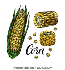 Cute set of ripe corn. Hand-drawn illustration