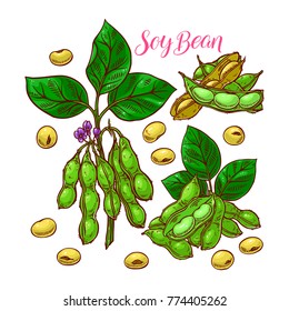 cute set of soyabeans. hand-drawn illustration