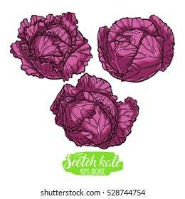 cute set of three different scotch kales. hand-drawn illustration