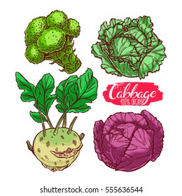 cute set of various kinds of cabbage. white cabbage, Scotch kale, kohlrabi, broccoli. hand-drawn illustration