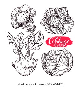 cute set of various kinds of cabbage. white cabbage, Scotch kale, kohlrabi, broccoli. hand-drawn illustration