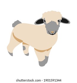 A cute sheep cartoon illustration for cildren book or flash card. A simple flat vector design.