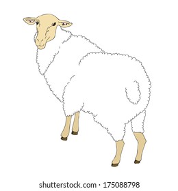 Cute sheep drawing. Vector