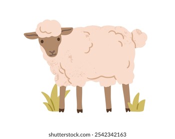 Linda oveja. Animal de granja lanudo esponjoso en el campo. Encantadora adorable oveja de pie, fauna de pueblo de campo doméstico. Ilustración vectorial gráfica plana rural aislada sobre fondo blanco