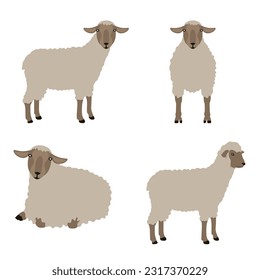 Cute sheep in four position