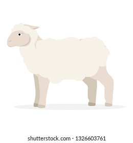 Cute Sheep isolated on white background. Standing Sheep silhouette on white. Farm fanny milk young animals 