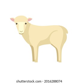Corta oveja aislada en fondo blanco. Caricatura divertida en la granja de colores blancos. Animal plano para cualquier propósito. Ilustración vectorial.