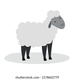 cute sheep on a white background