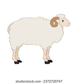 Cute sheep on white background