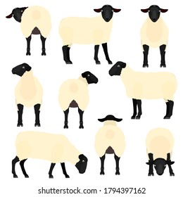 cute sheep various pose set