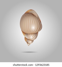 Cute shell of hermit crab. Isolated shell on a gray background