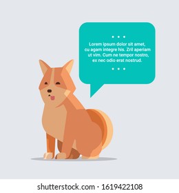 cute shiba inu dog with chat bubble speech furry human friend home pet concept cartoon animal full length vector illustration