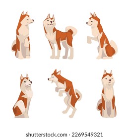 Cute shiba inu dog in different poses set. Friendly purebred pet dog sitting and standing cartoon vector illustration