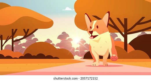 cute shiba inu dog walking in park furry human friend domestic pet concept cartoon animal