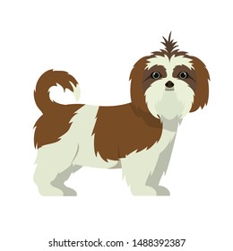 cute shih tzu dog on white background