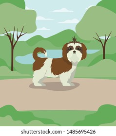 cute shistzu dog pet character in the camp