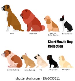 cute short muzzle dog collection