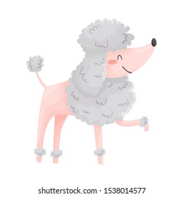 Cute shorthaired poodle. Vector illustration on a white background.