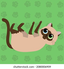 Cute siamese cat playful kitty pet