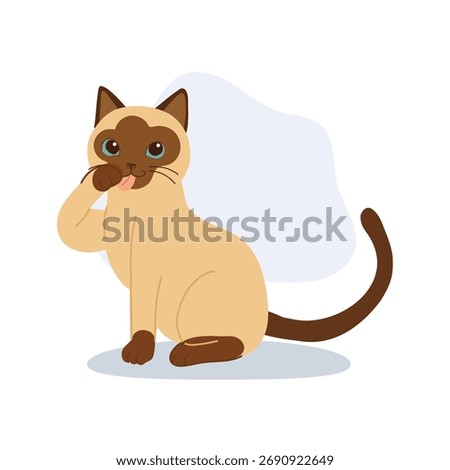 cute siamese cat sitting and grooming paw. licking paw. for posters and cards