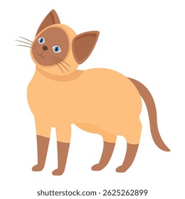 Cute siamese cat standing on all fours, looking up with curiosity