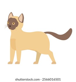 Cute siamese cat walking carefully and looking around with curiosity