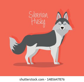 cute siberian huski dog pet character