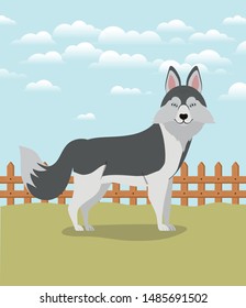 cute siberian huski dog pet in the camp