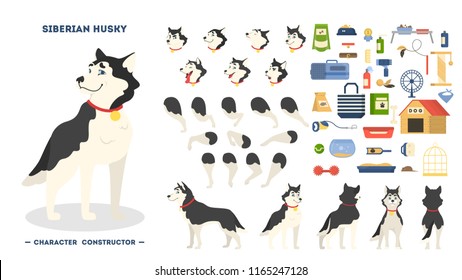 Cute siberian husky dog character animation set with various views, face emotions and poses. Pet equipment. Isolated vector illustration in cartoon style