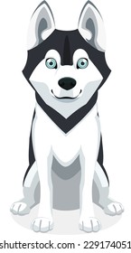 Cute Siberian Husky Purebred standing front view dog, vector illustration. 