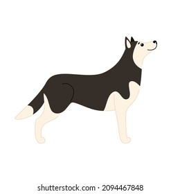 Cute Siberian Husky stands in a playful pose. Vector illustration of a dog