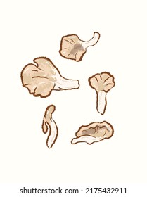 Cute simple oyster mushrooms with different angle in vector flat illustration art design