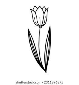 Rutschen Sie ein handgezeichnetes, blumengeschmücktes Element der Tulpe. Doodle, Vektorgrafik EPS10. Ideal für Hochzeitsdesign, Logo, Grußkarte oder Werbung. Einzeln auf weißem Hintergrund
