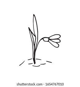 Cute single hand drawn flowers snowdrop. Spring blossom. Doodle vector illustration for wedding design, logo, greeting card and seasonal Easter design.