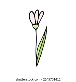 Cute single hand drawn flowers snowdrop. Spring blossom