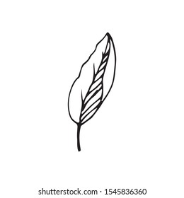 Cute single hand drawn herbal elements. Doodle vector illustration for wedding design, logo and greeting card.  