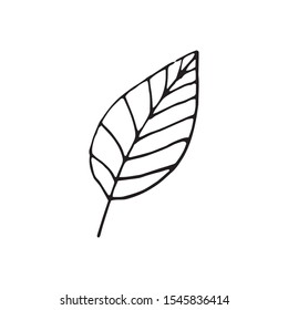 Cute single hand drawn herbal elements. Doodle vector illustration for wedding design, logo and greeting card.  