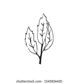 Cute single hand drawn herbal elements. Doodle vector illustration for wedding design, logo and greeting card.  