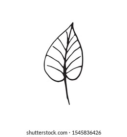 Cute single hand drawn herbal elements. Doodle vector illustration for wedding design, logo and greeting card.  